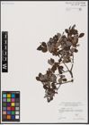 Foto von Salix aurita L.